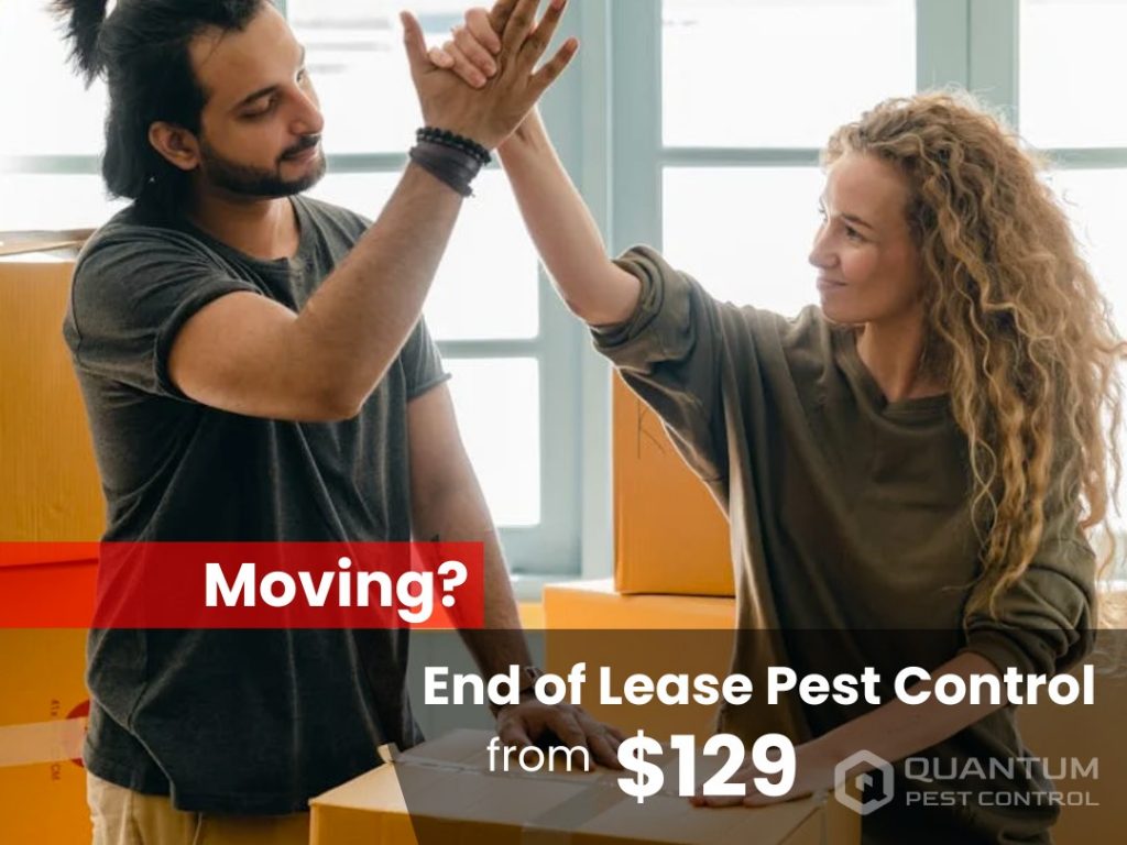 end of lease pest control logan